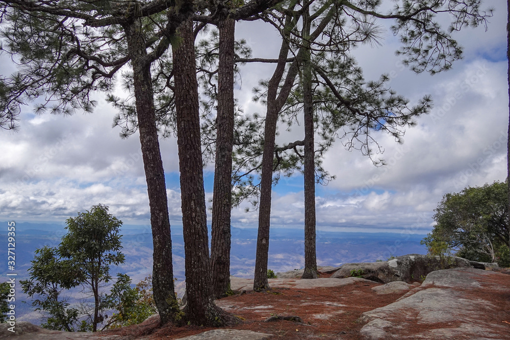 Path between pine forest at the top of Phu Kradueng National Park, Thailand