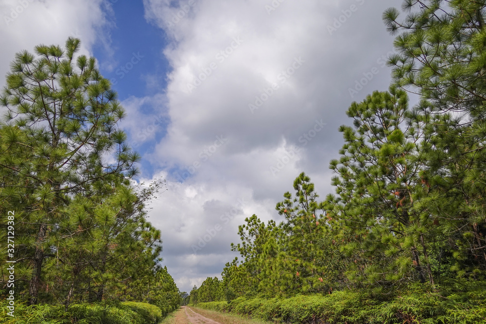 Path between pine forest at the top of Phu Kradueng National Park, Thailand