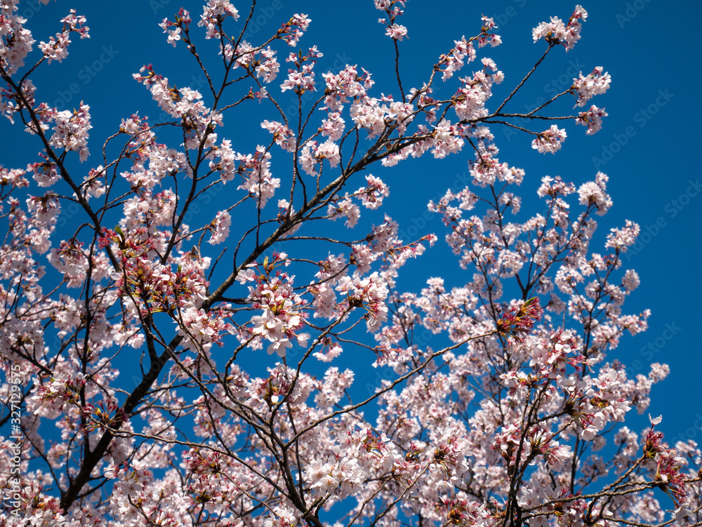 close up pink cherry blossom flowers on blue sky background close up pink cherry blossom flowers on blue sky background