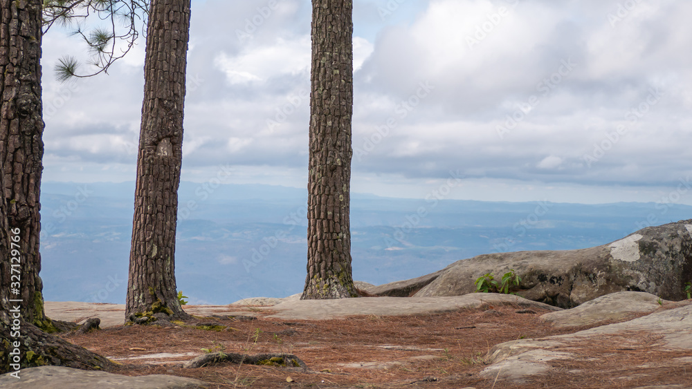pine tree on the top of mountain in Thailand pine tree on the top of mountain in Thailand