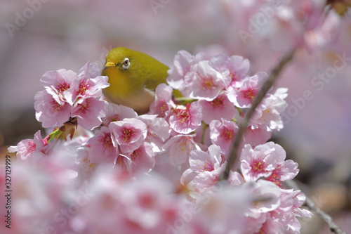 満開の大寒桜と緑色の美しい小鳥（メジロ）No.122