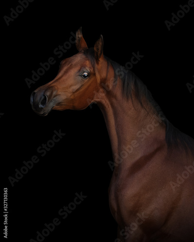 Portrait of a beautiful chestnut arabian horse on black background isolated, head closeup