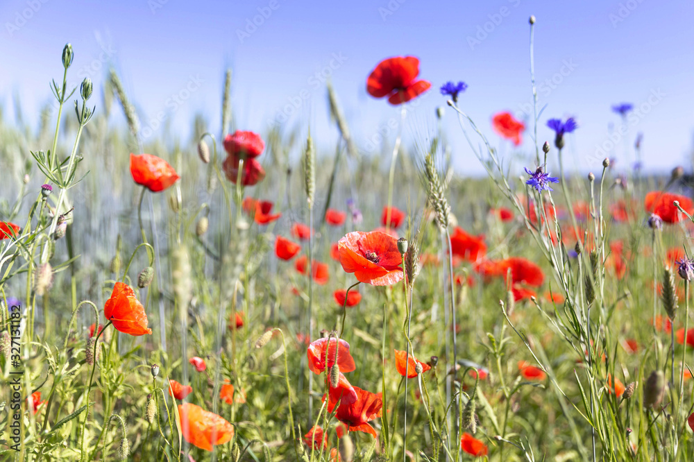 Beautiful summer meadow