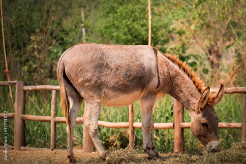 Donkey eating grass in the farm with blur green tree background