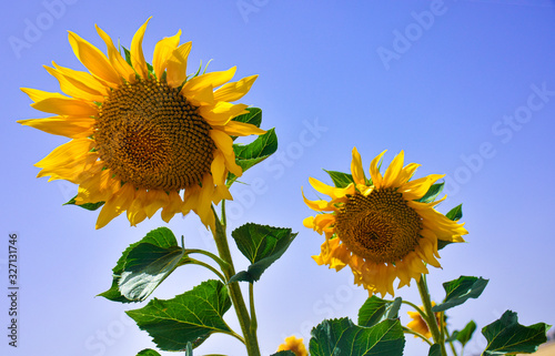 sunflowers on a sunny day