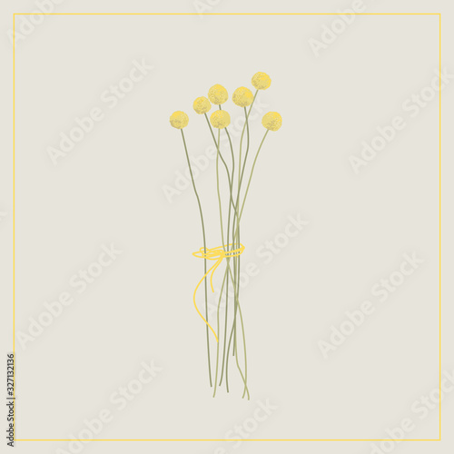 Craspedia.Garden yellow, spherical flowers. Floral flowers. Summer plants. Botanical vector illustration. Floral print. Spring card