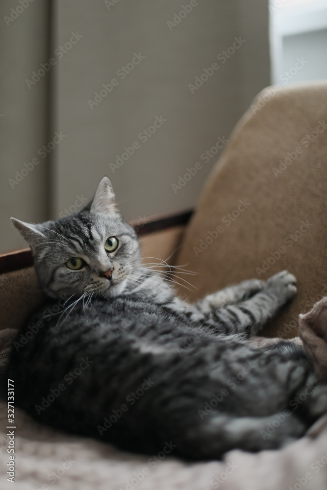 Home pet cute kitten cat with funny looking close up photo. Cute Scottish straight cat indoors. Cat Portrait. Cute cat shooting. Home pet cute kitten cat with funny looking close up photo. Cute Scottish straight cat indoors. Cat Portrait. Cute cat shooting.