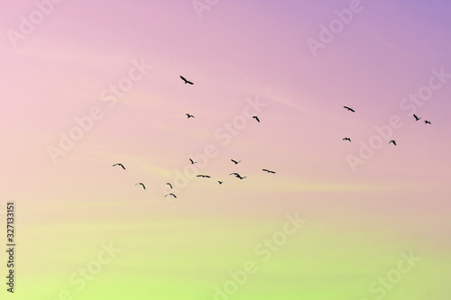 colorful sky with beautiful rainbow lights with birds flying