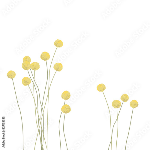 Craspedia.Garden yellow, spherical flowers. Floral flowers. Summer plants. Botanical vector illustration. Floral print. Spring card
