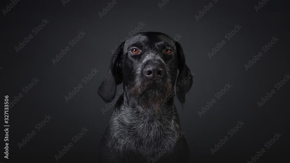 Hunting dog deutsch dahthaar on dark grey background studio photo