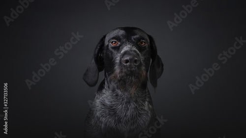 Hunting dog deutsch dahthaar on dark grey background studio photo