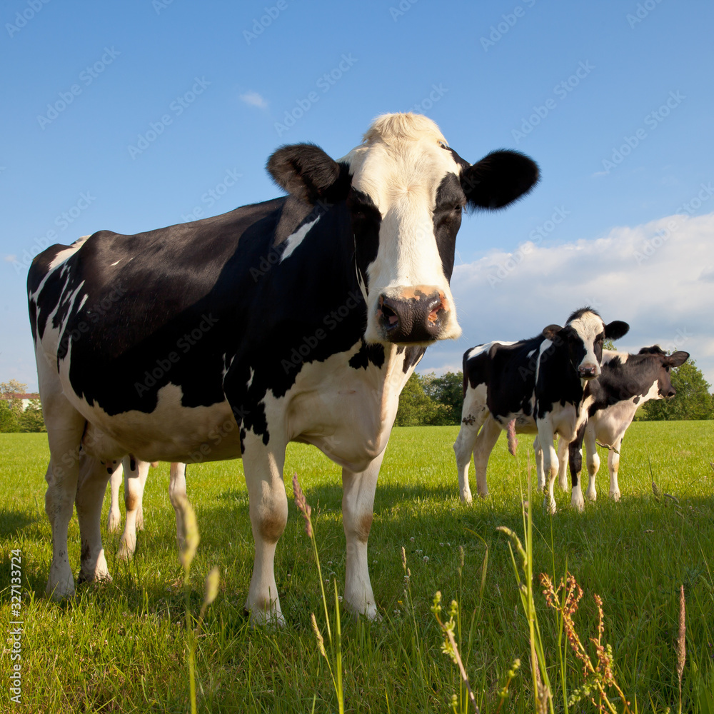 Vache laitière en campagne au soleil.