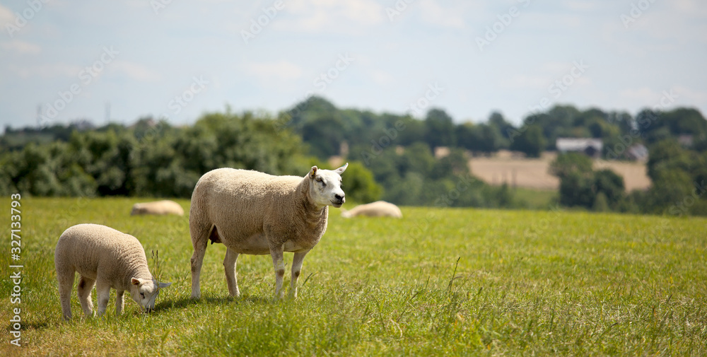 Troupeau de mouton en plein air en campagne. Troupeau de mouton en plein air en campagne.