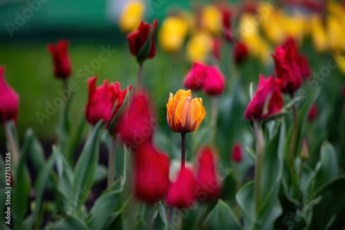 Nice tulip color spring flower awakening nature © Serhii