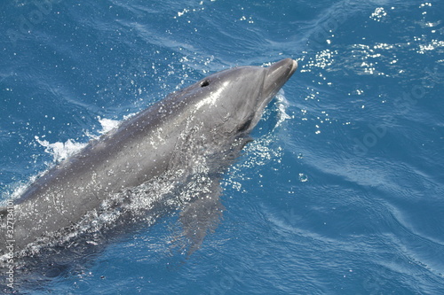 Common bottlenose dolphin jumping in Reunion Island Tursiops truncatus