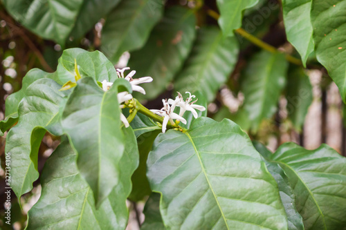 White flower in coffee tree close up