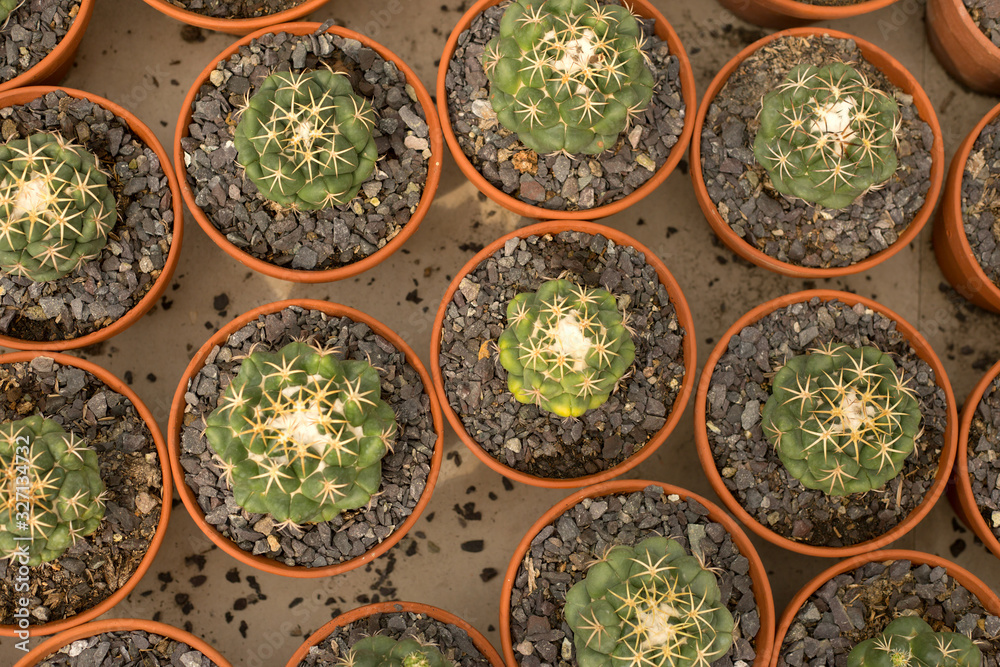 Many identical potted cacti plants. Decorative small cactus pattern.