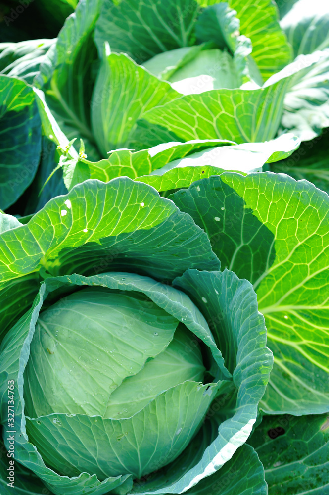 Obraz premium Green cabbage in growth at vegetable garden