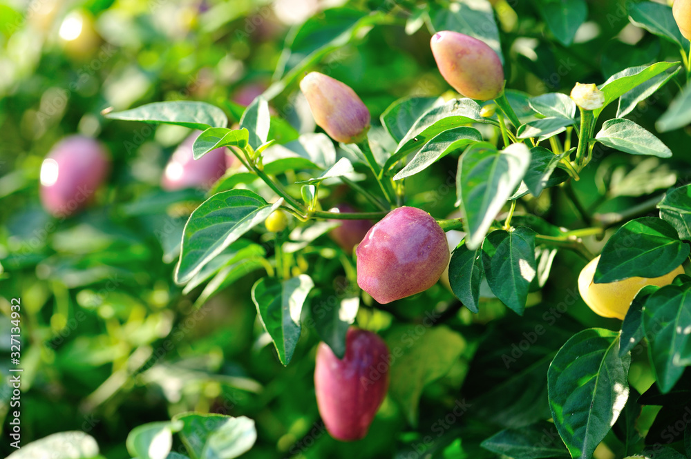 Growing Ornamental Pepper. Organic farming