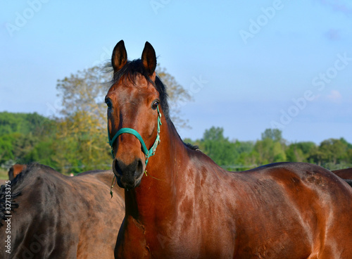 Portrait of a beautiful bay warmblood horse. © Susanne Fritzsche