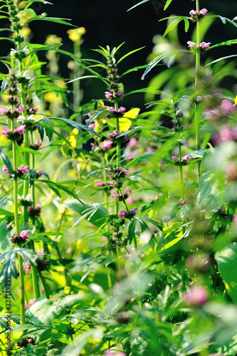 Leonurus sibiricus, Common Motherwort Herb, honeyweed or Siberian motherwort, is an herbaceous plant species native to China, Mongolia, and Siberia. It is used as an alternative to marijuana. photo