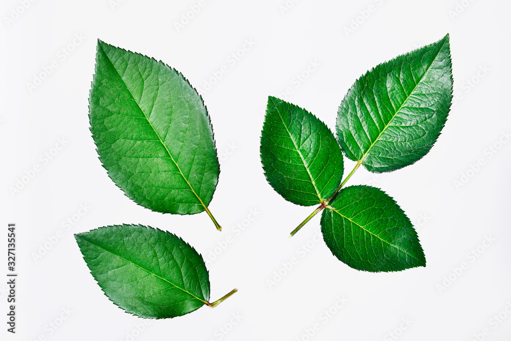 Obraz premium 緑の葉0008