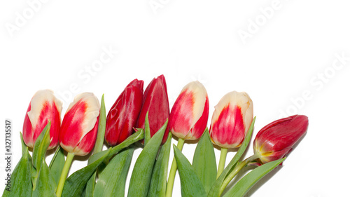 Fototapeta Naklejka Na Ścianę i Meble -  Buds of Red and white tulips with fresh green leaves in soft lights at blur background with place for your text. Hollands tulip bloom isolate. Floral banner for a floristry shop. macro