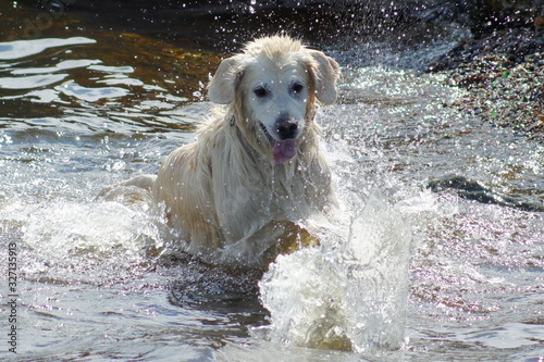 The dog is swimming in the lake. Around the dog water splashes, and drops. Summer.