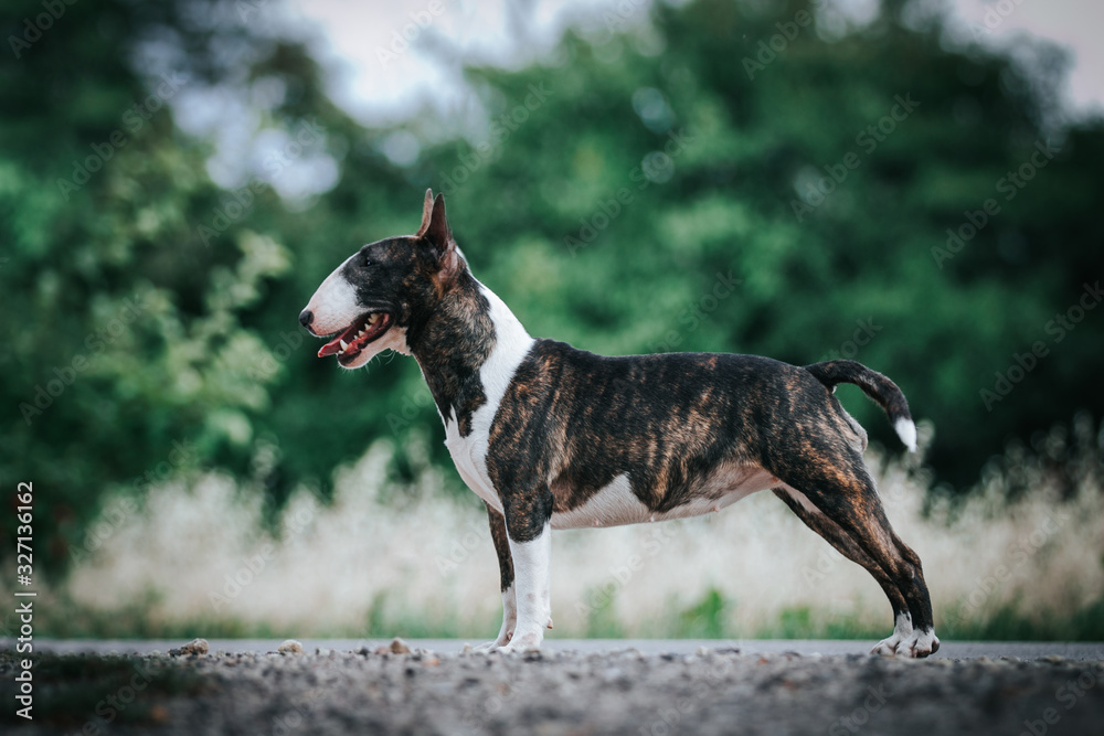 Bull terrier show dog posing. Mini bullterrier. Bull terrier show dog posing. Mini bullterrier.