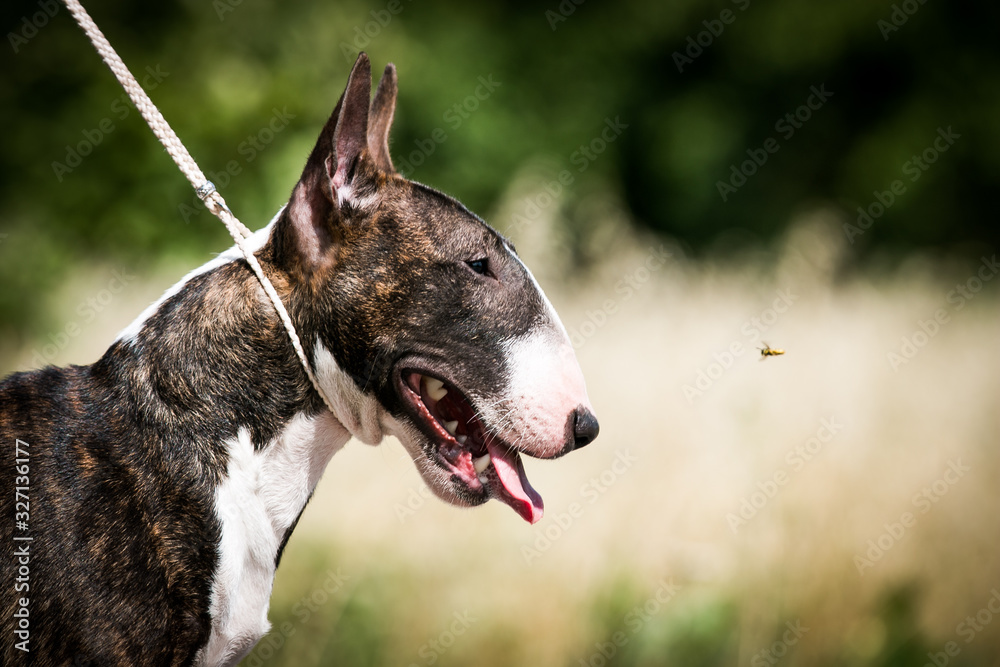 Bull terrier show dog posing. Mini bullterrier. Bull terrier show dog posing. Mini bullterrier.