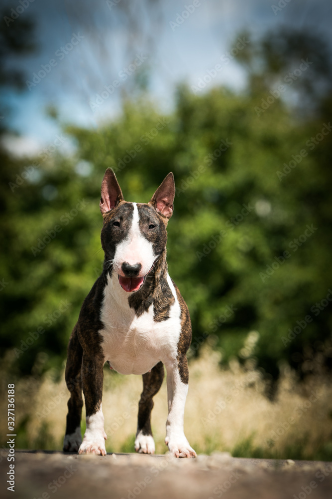 Bull terrier show dog posing. Mini bullterrier. Bull terrier show dog posing. Mini bullterrier.