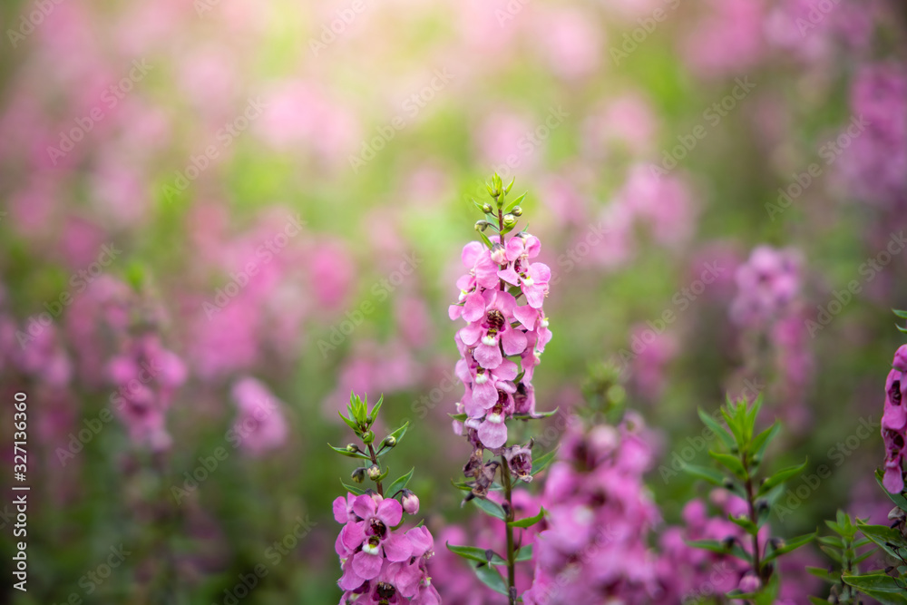 The background image of the colorful flowers