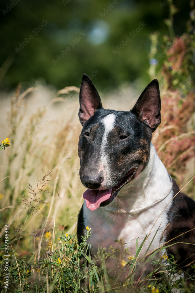 Bull terrier show dog posing. Mini bullterrier.	