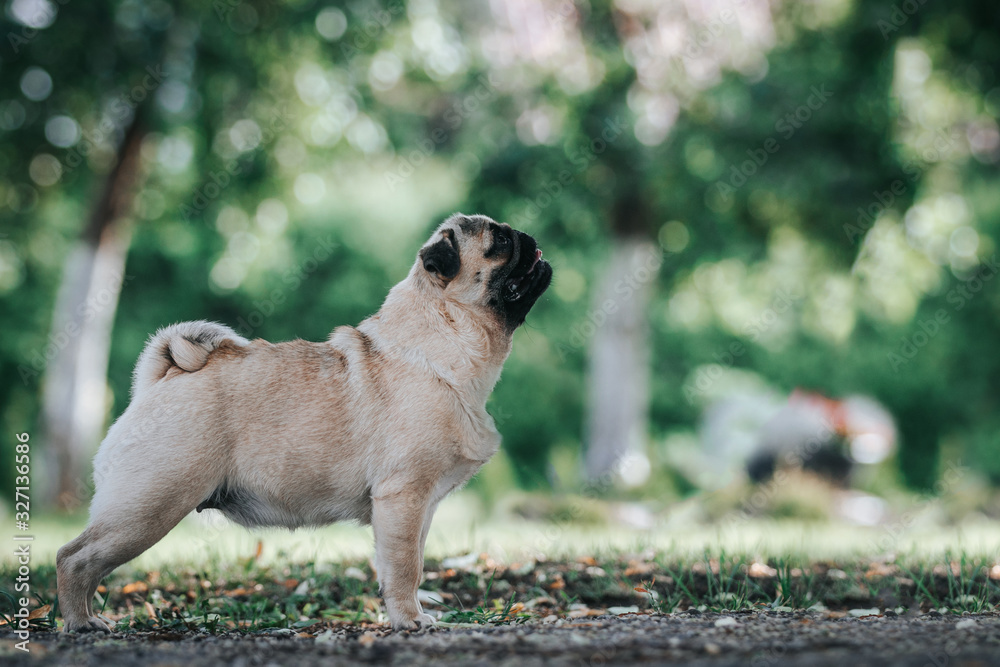 Pug dog in the forest posing. Beautiful young pug female in green background Pug dog in the forest posing. Beautiful young pug female in green background