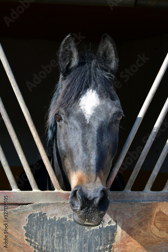 Portrait of a beautiful warmblood horse in an outdoor box.