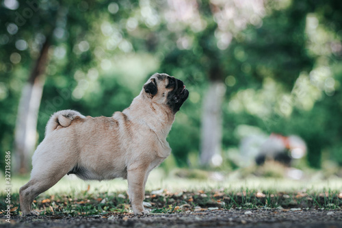 Pug dog in the forest posing. Beautiful young pug female in green background