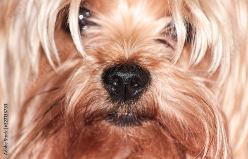 Black nose of a Yorkshire Terrier dog close-up.