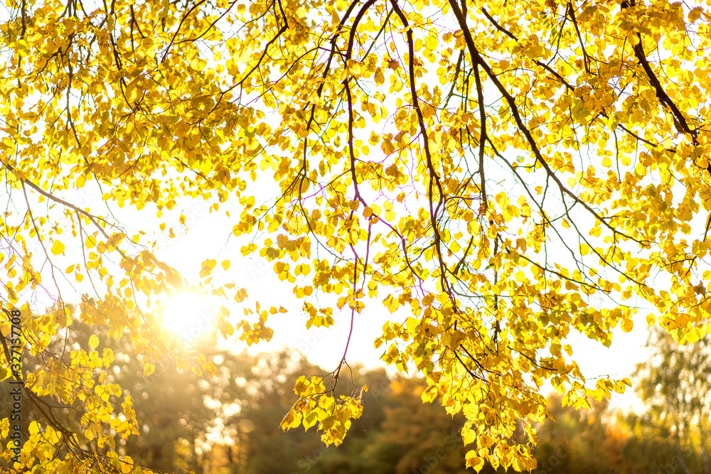 golden autumn nature at sunset