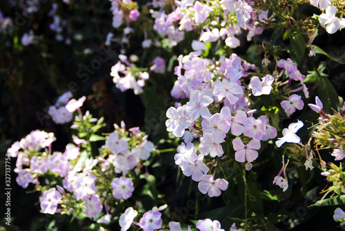 Lilac flowers in the garden