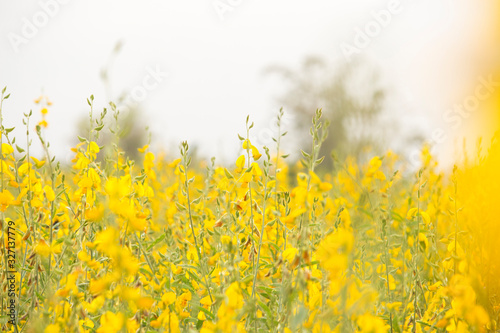 Sunn hemp or Chanvre indien, Legume yellow flowers that bloom in a farmer's field photo