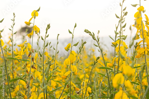 Sunn hemp or Chanvre indien, Legume yellow flowers that bloom in a farmer's field © Nattawut
