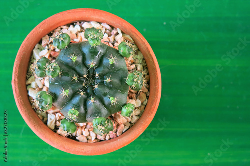 the top view of a cactus in the brown clay pot on the green background