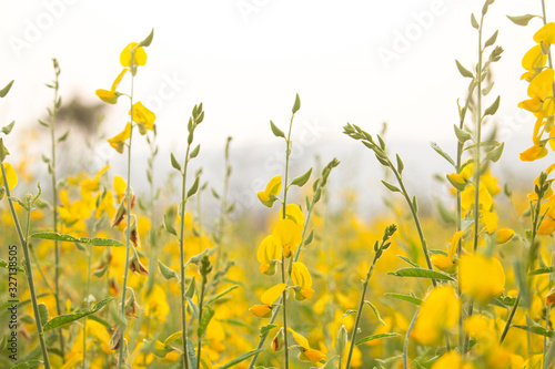 Sunn hemp or Chanvre indien, Legume yellow flowers that bloom in a farmer's field photo