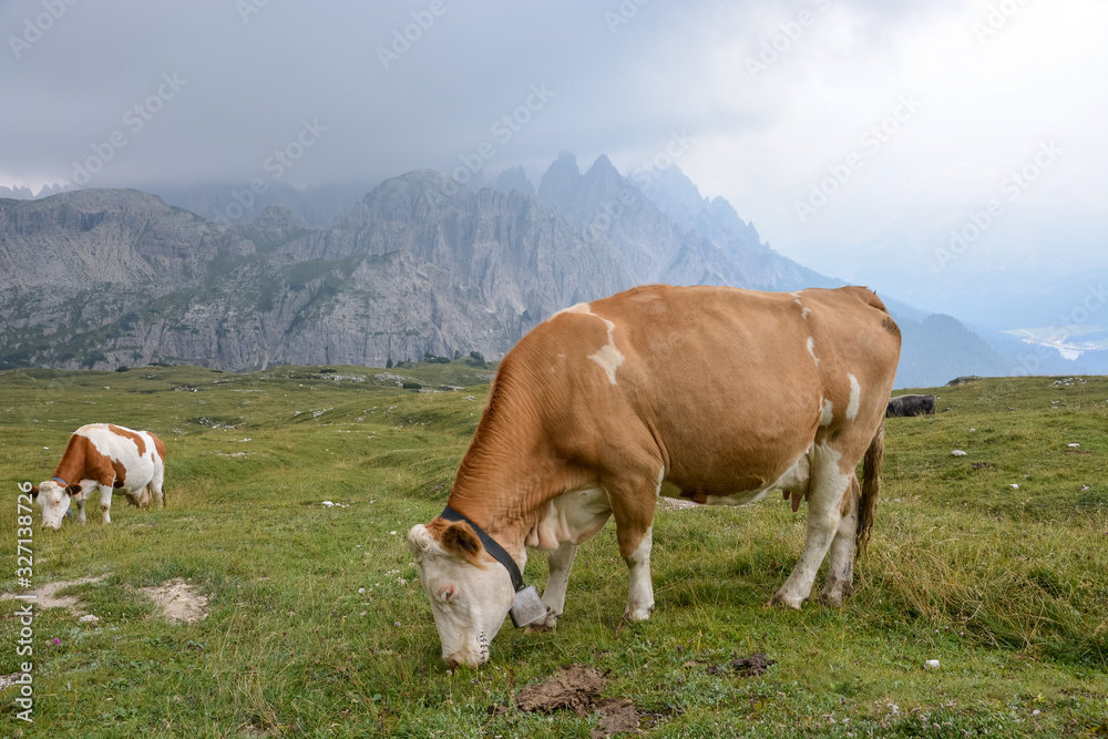 A few cows grazing on the grass in the Dolomites