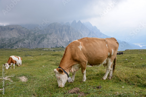 A few cows grazing on the grass in the Dolomites © Asvolas