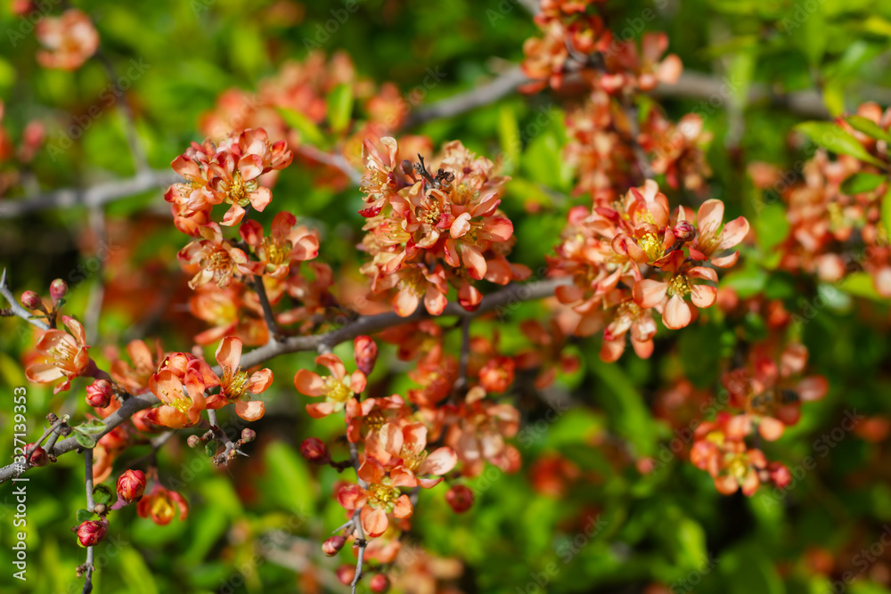 Nature floral background. Flowering quince. Flowers of Japanese pear. Live wall of flowers in a spring garden. Red quince flowers close-up. Nature floral background. Flowering quince. Flowers of Japanese pear. Live wall of flowers in a spring garden. Red quince flowers close-up.