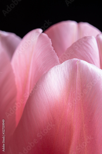 Tulip flower in bloom macro still with smooth pink petals