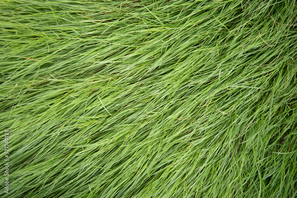 Artificial grass used for decoration as a background Artificial grass can be used for many things such as football fields, golf courses, organizing events, etc. Artificial grass used for decoration as a background Artificial grass can be used for many things such as football fields, golf courses, organizing events, etc.