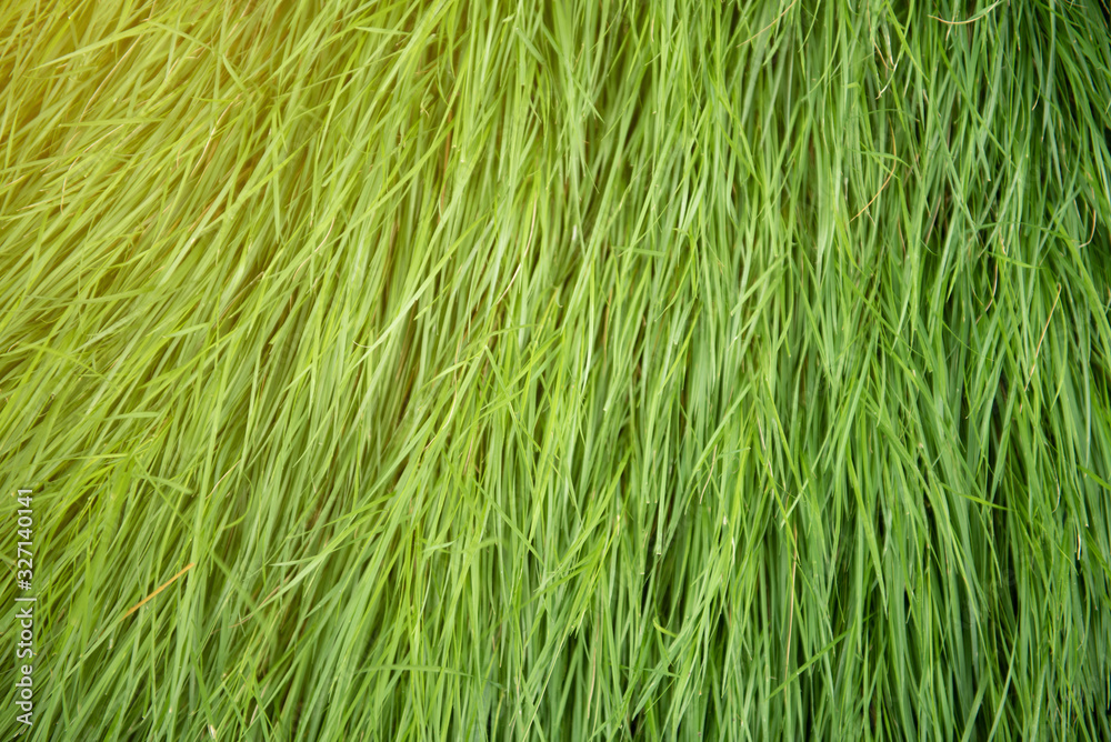 Artificial grass used for decoration as a background Artificial grass can be used for many things such as football fields, golf courses, organizing events, etc. Artificial grass used for decoration as a background Artificial grass can be used for many things such as football fields, golf courses, organizing events, etc.