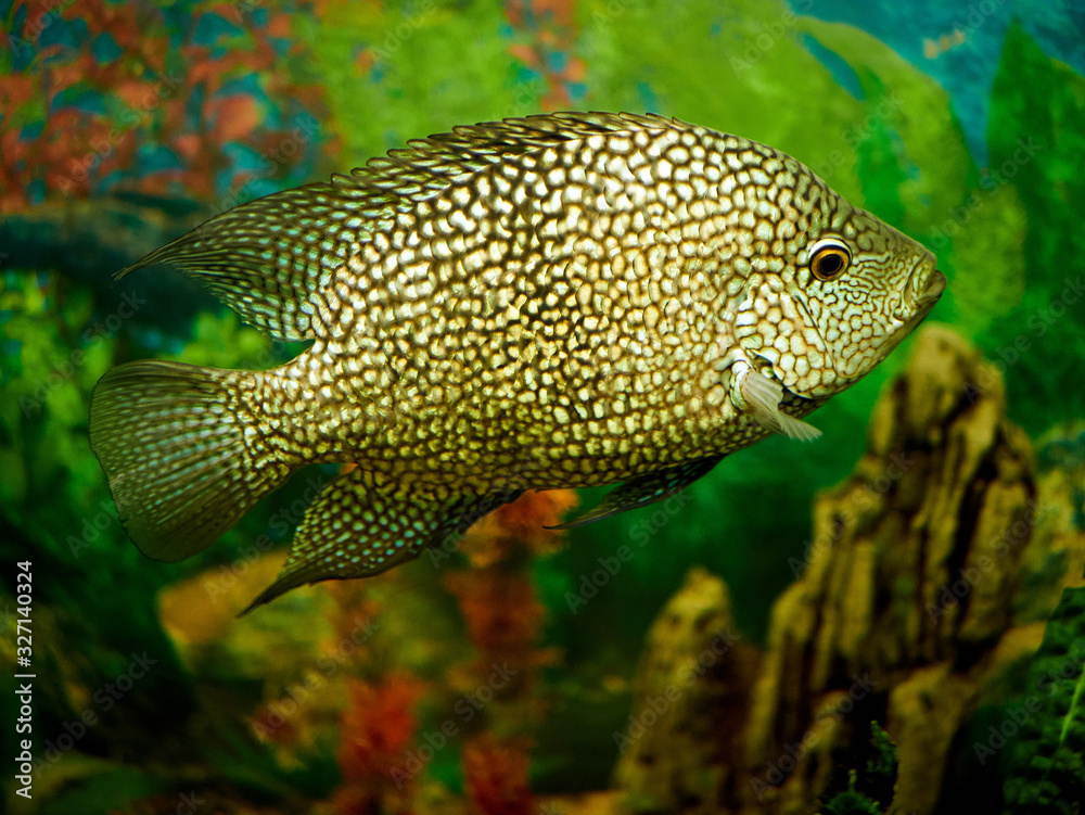 beautiful colored fish swim in a aquarium beautiful colored fish swim in a aquarium